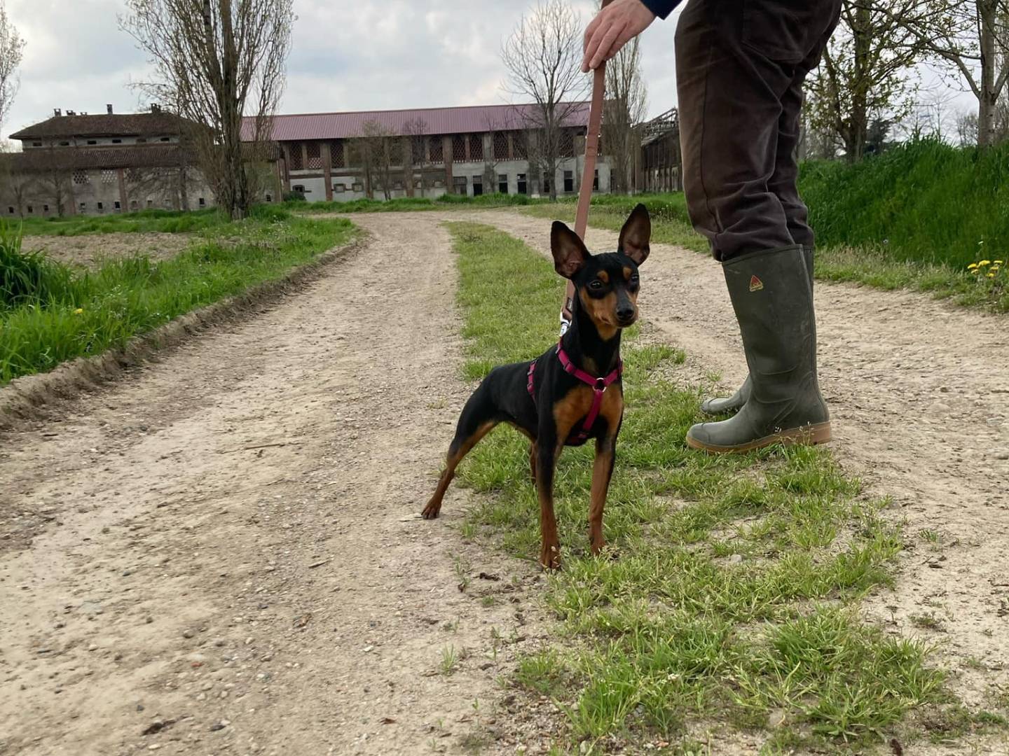 Adotta un cane, femmina, 3 anni e 9 mesi, Milano