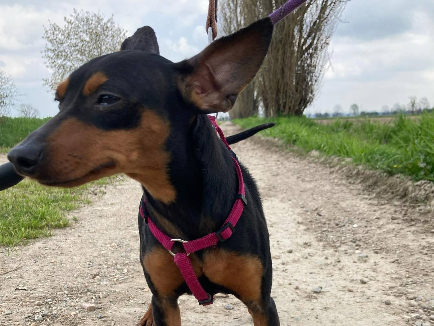 Adotta un cane, taglia piccola, femmina, Milano