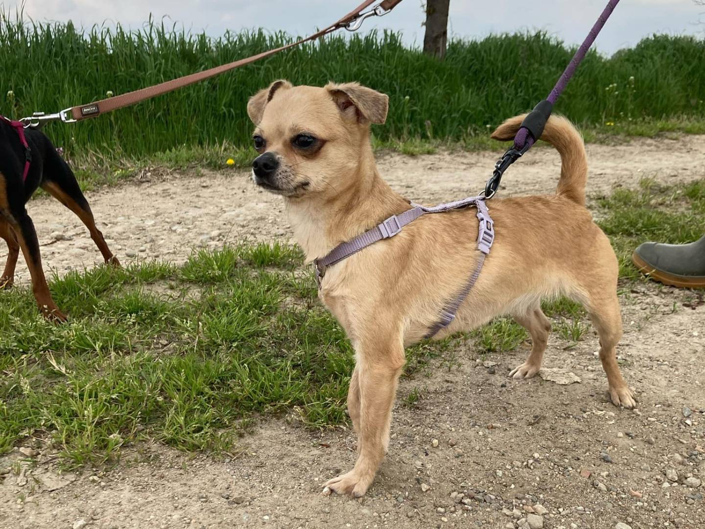 Adozione cane, femmina, Chihuahua, 3 anni e 4 mesi, taglia piccola, Milano
