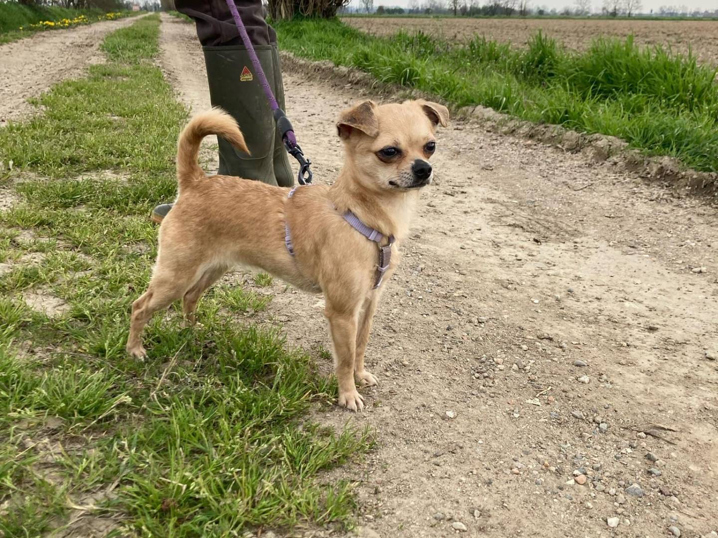 Adotta un cane, femmina, 3 anni e 4 mesi, Milano