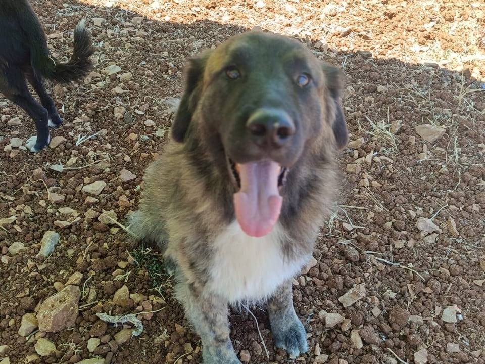 Adozione cane, maschio, Pastore Belga Groenendael, 3 anni  e 4 mesi , taglia grande, Milano