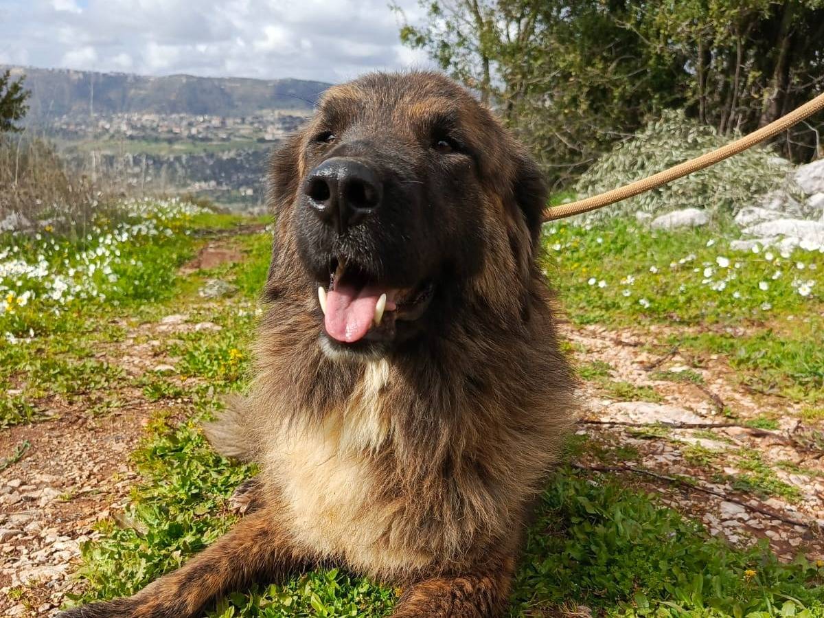 Adotta un cane, maschio, 3 anni  e 4 mesi , Milano