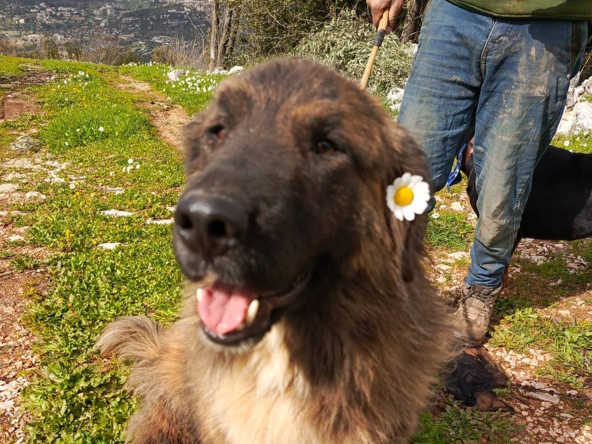 Adotta un cane, taglia grande, maschio, Milano