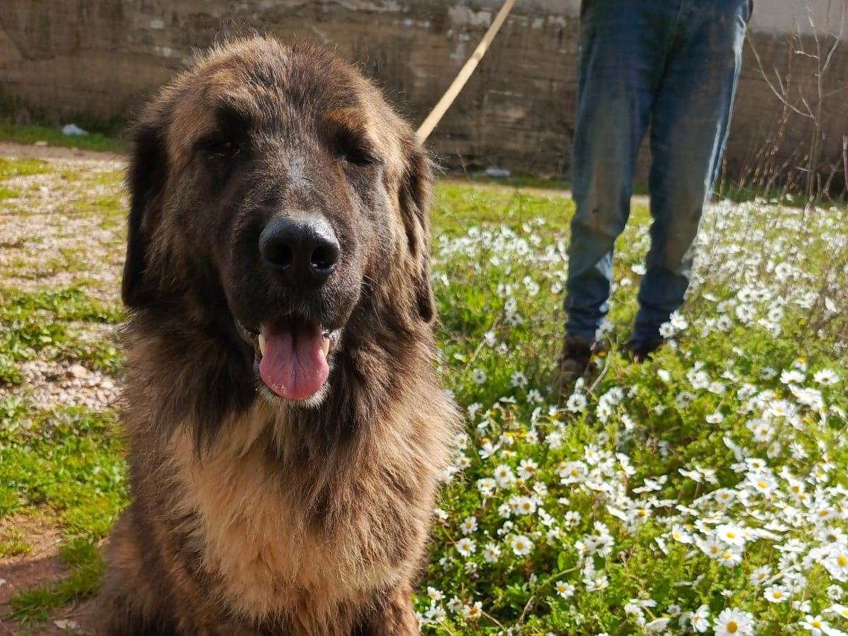 Vuoi adottare un cane a Milano?