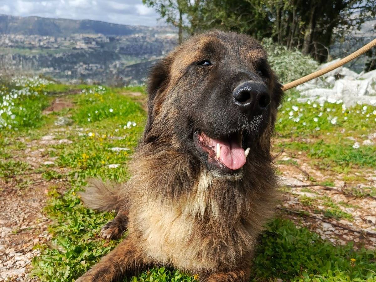Adotta il cane TEDDY a Milano
