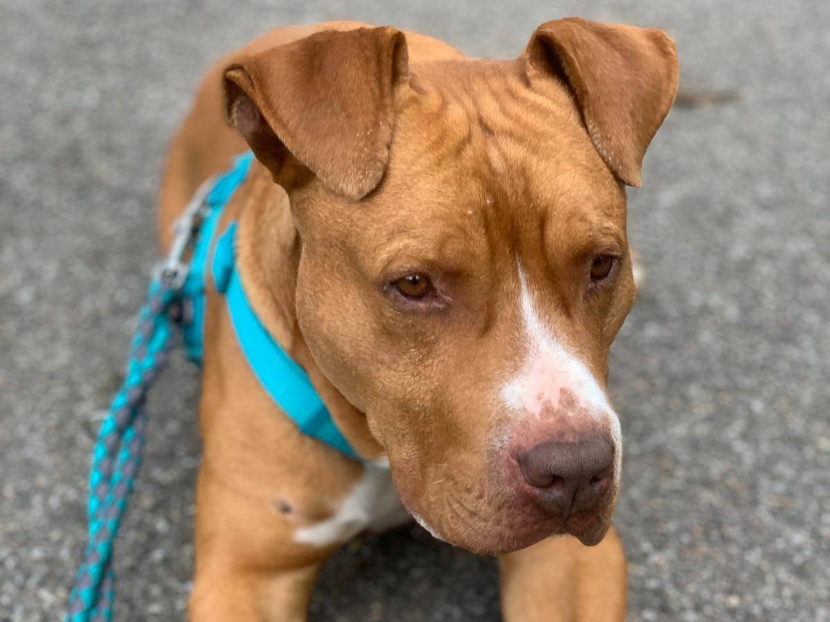 Adozione cane, maschio, Pitbull, 8 anni  e 10 mesi , taglia grande, Milano