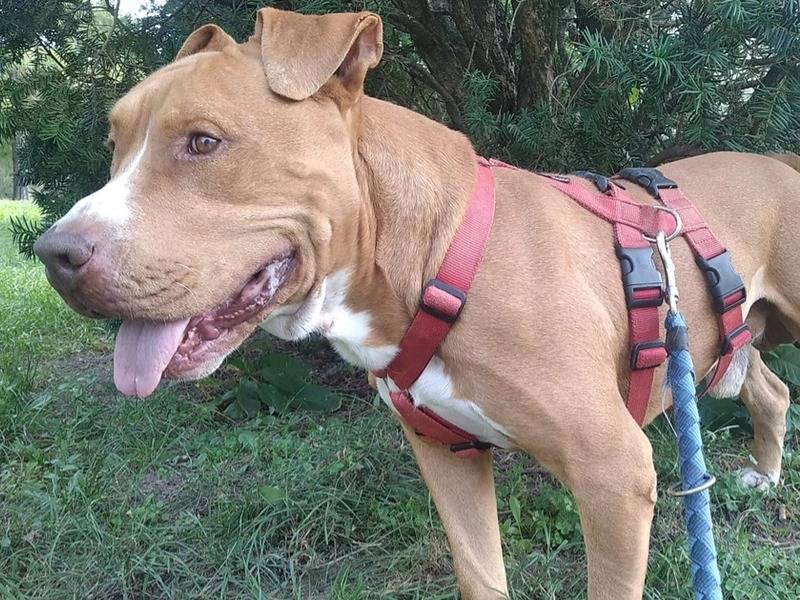 Adotta un cane, taglia grande, maschio, Milano