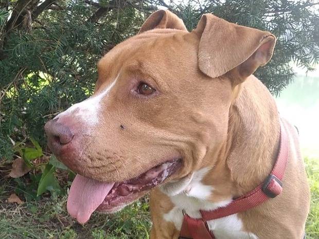 Vuoi adottare un cane a Milano?