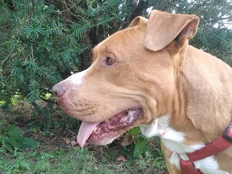 Adotta il cane Aris a Milano