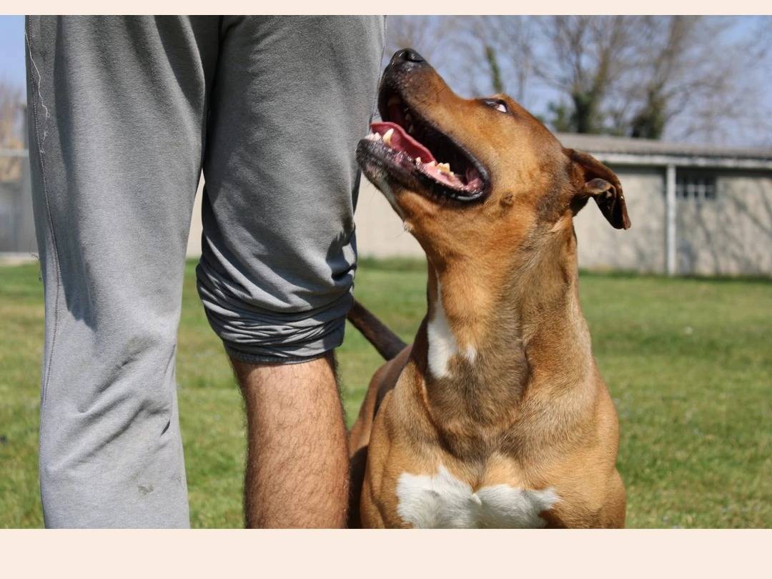 Adotta un cane, maschio, 8 anni  e 1 mese, Milano