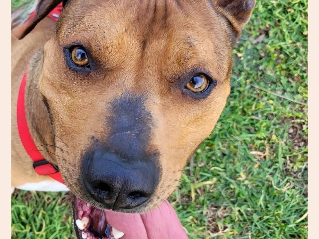 Adotta un cane, taglia grande, maschio, Milano