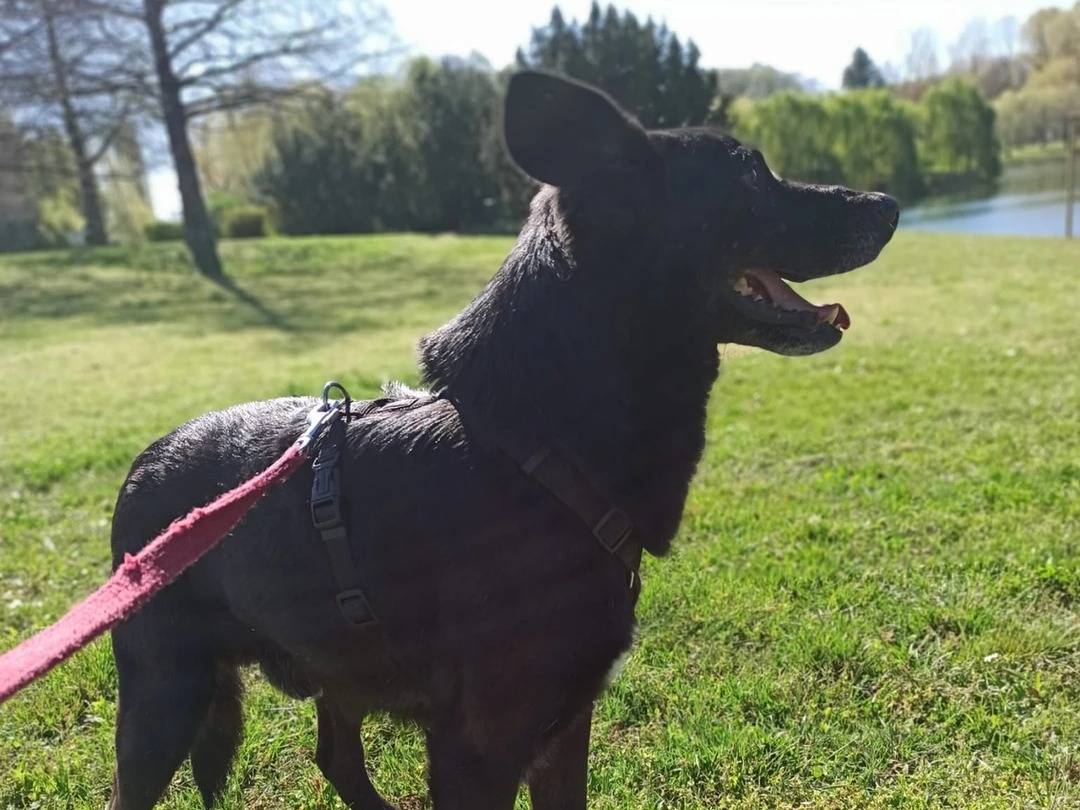 Adotta un cane, taglia media, maschio, Milano