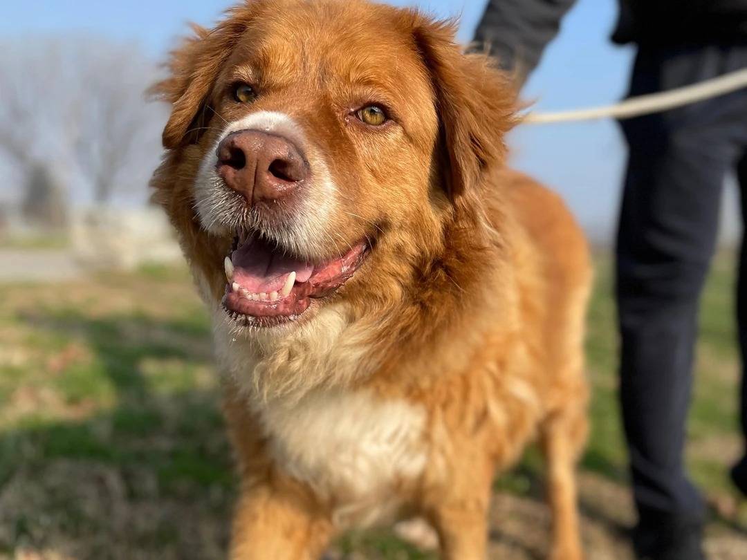 Adotta un cane, maschio, 9 anni  e 8 mesi , Milano