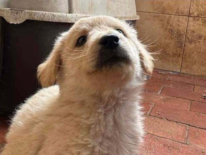 Adotta un cane, maschio, 1 anno e 10 mesi, Crotone