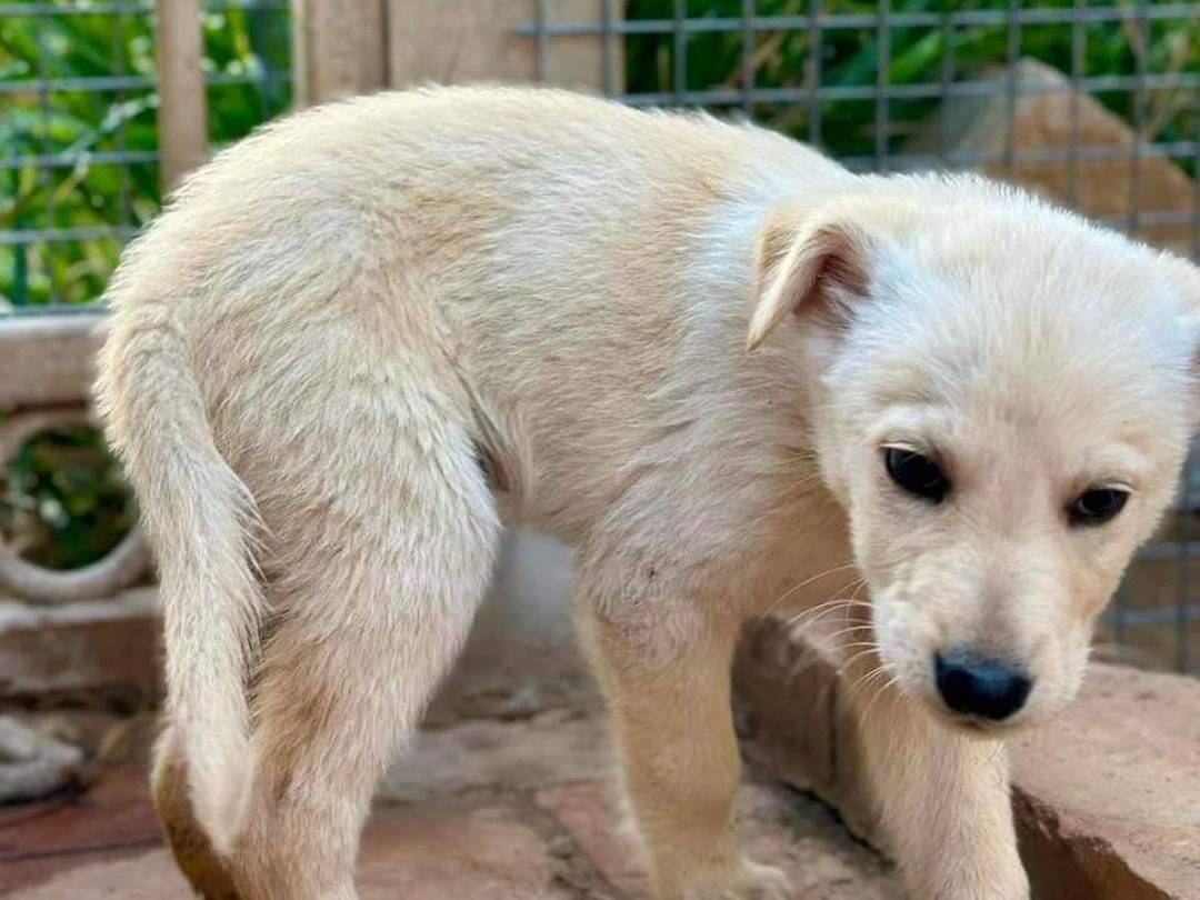 Adotta un cane, taglia media, maschio, Crotone