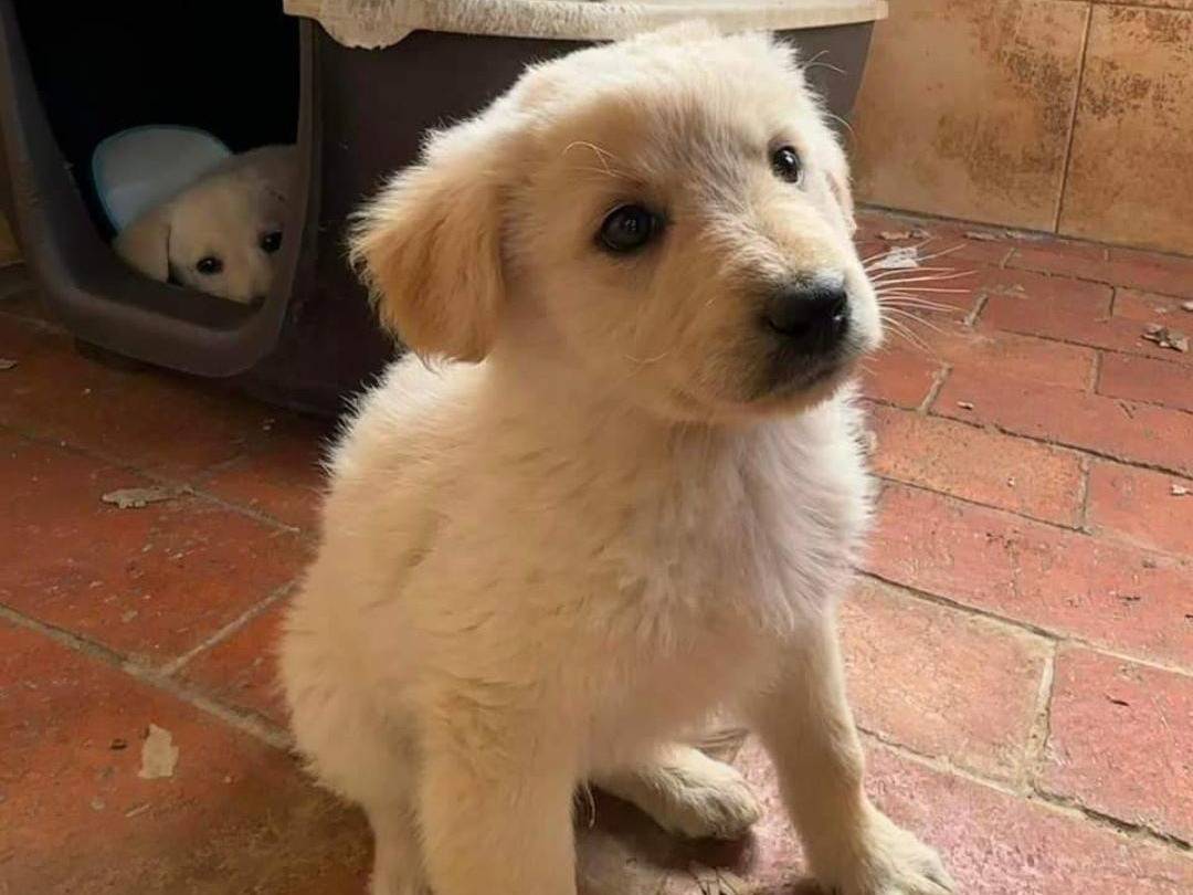 Vuoi adottare un cane a Crotone?