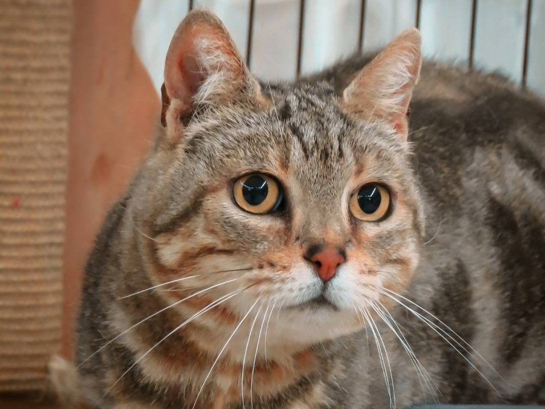 Adozione gatto, femmina, meticcio, 6 anni e 11 mesi, taglia non valida, Rieti