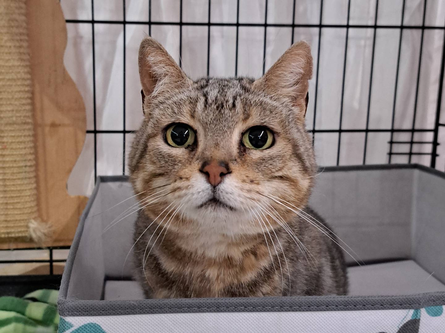 Adotta un gatto, femmina, 6 anni e 11 mesi, Rieti