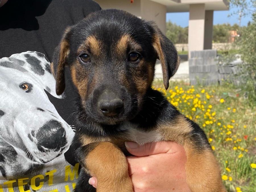 Adozione cane, maschio, meticcio, 2 anni e 7 mesi, taglia media, Siracusa