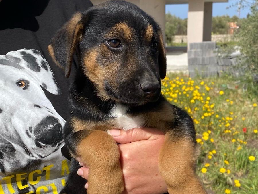 Adotta un cane, maschio, 2 anni e 7 mesi, Siracusa