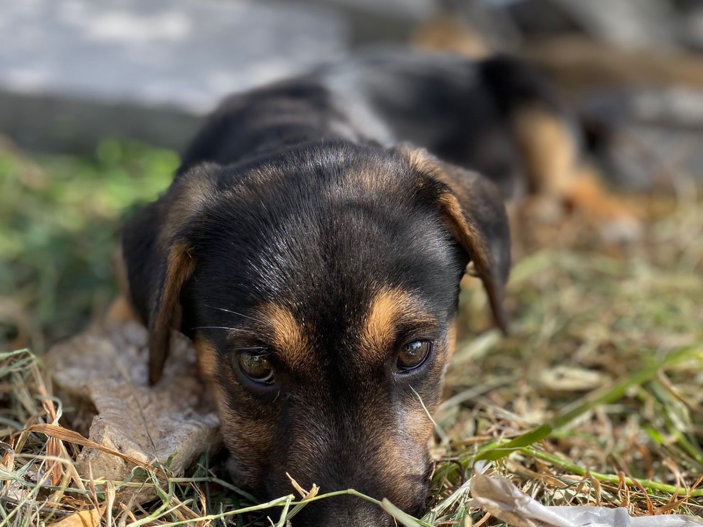 Adotta un cane, taglia media, maschio, Siracusa