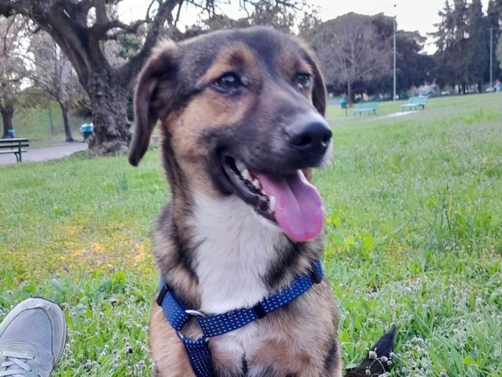 Adozione cane, maschio, meticcio, 3 anni, taglia media contenuta, Siracusa