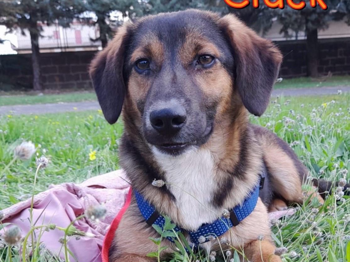 Adotta un cane, maschio, 3 anni, Siracusa
