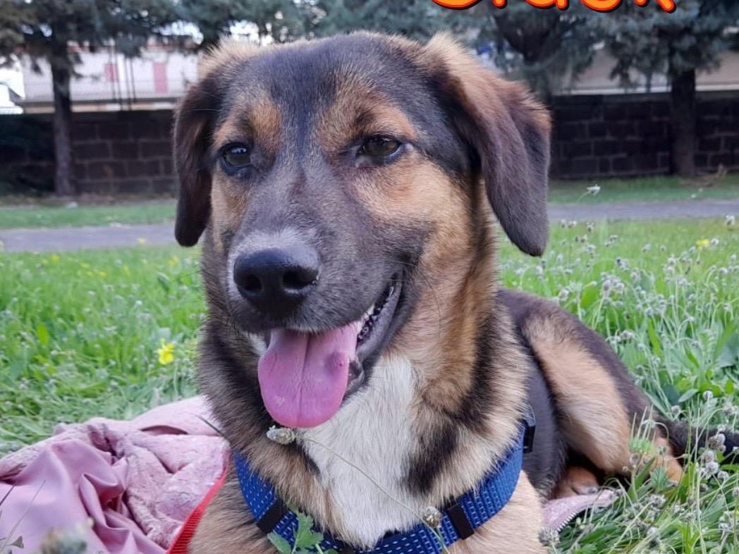Adotta un cane, taglia media contenuta, maschio, Siracusa