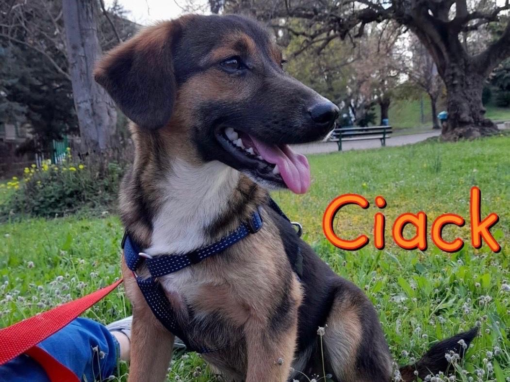 Vuoi adottare un cane a Siracusa?
