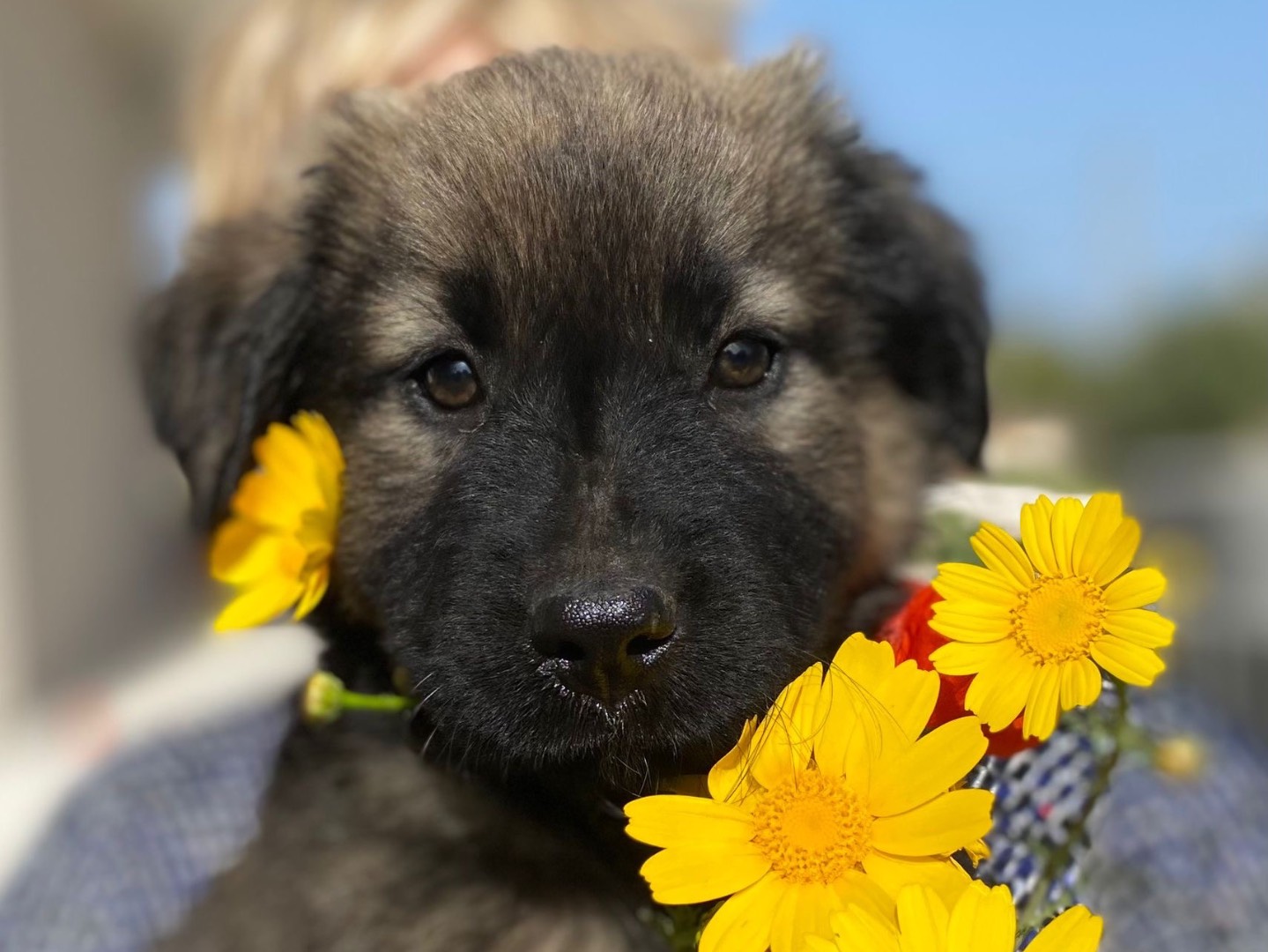 Adozione cane, femmina, meticcio, 2 anni e 7 mesi, taglia media, Siracusa
