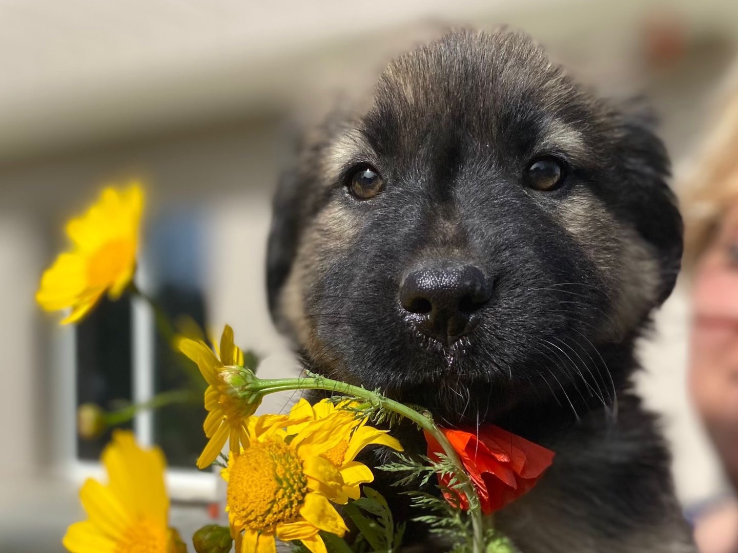 Adotta un cane, femmina, 2 anni e 7 mesi, Siracusa