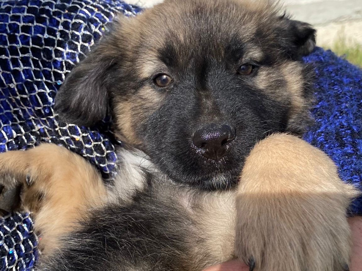 Adotta un cane, taglia media, femmina, Siracusa