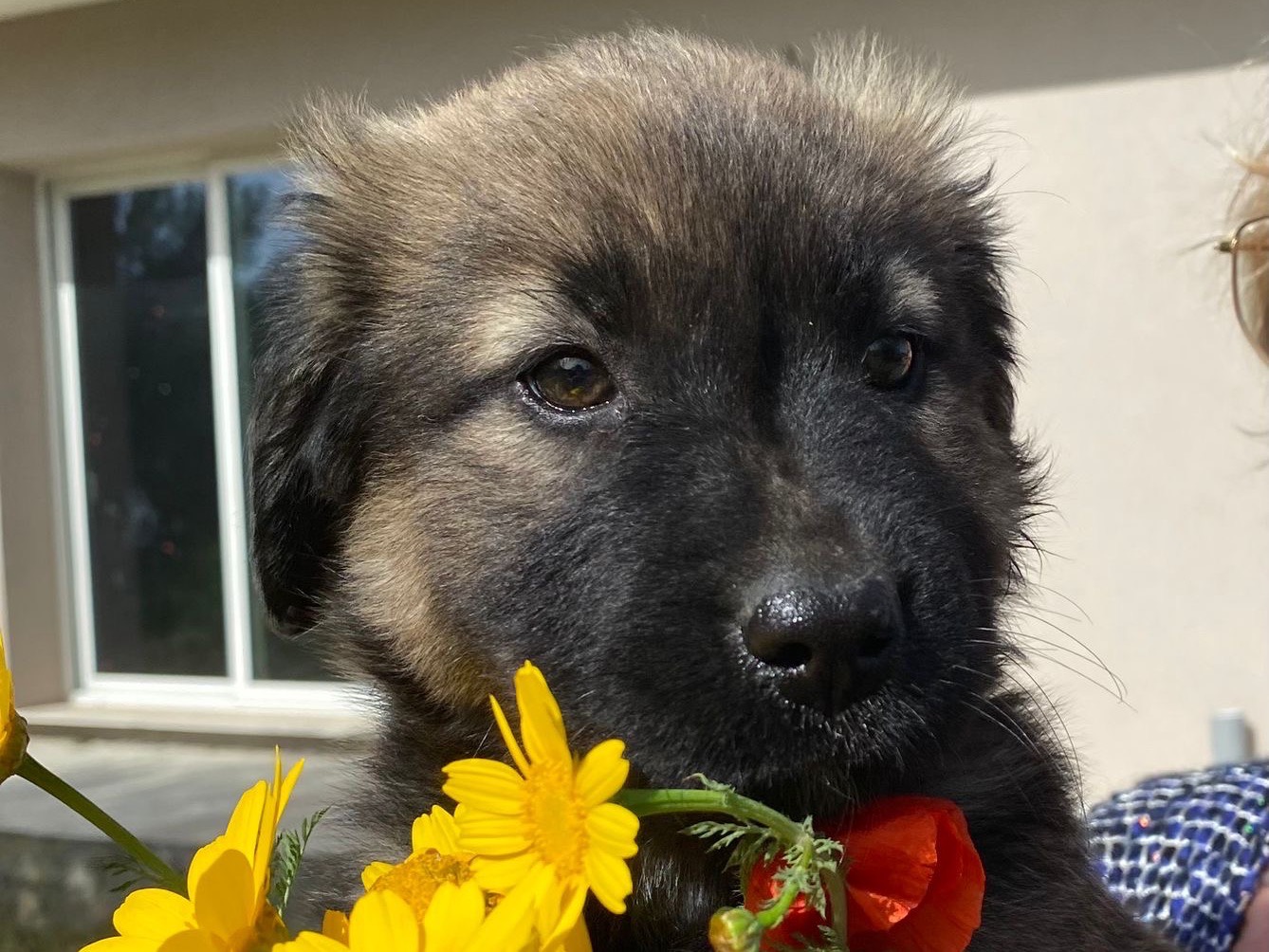 Vuoi adottare un cane a Siracusa?