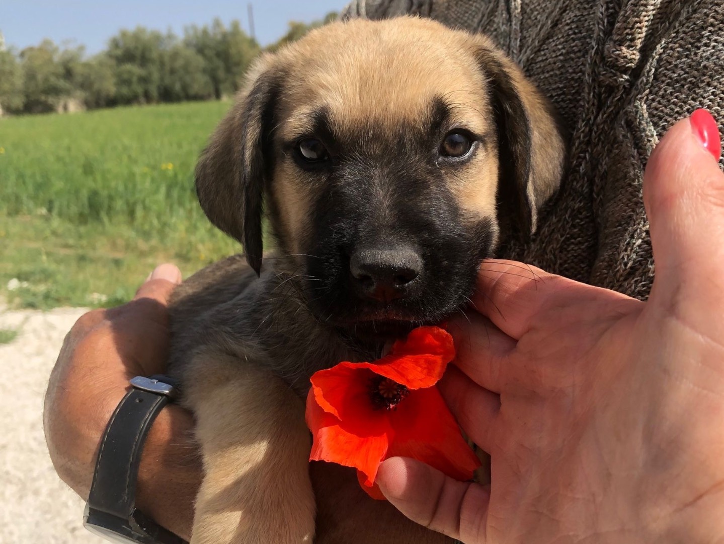 Adozione cane, femmina, meticcio, 2 anni e 7 mesi, taglia media, Siracusa