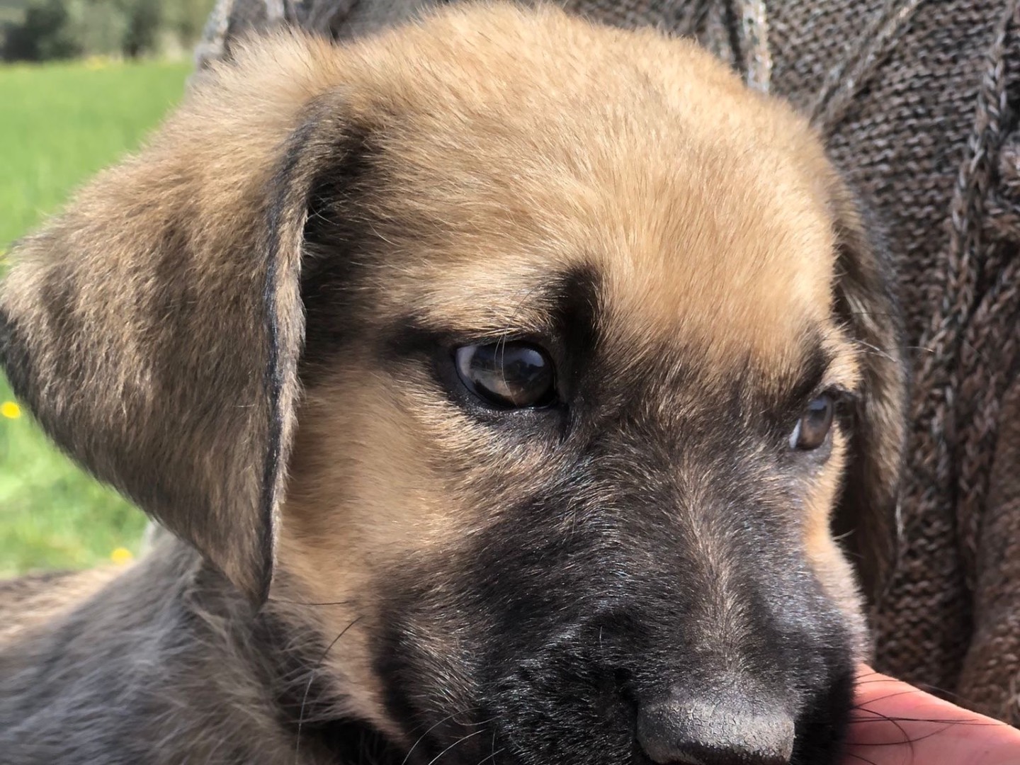 Adotta un cane, femmina, 2 anni e 7 mesi, Siracusa