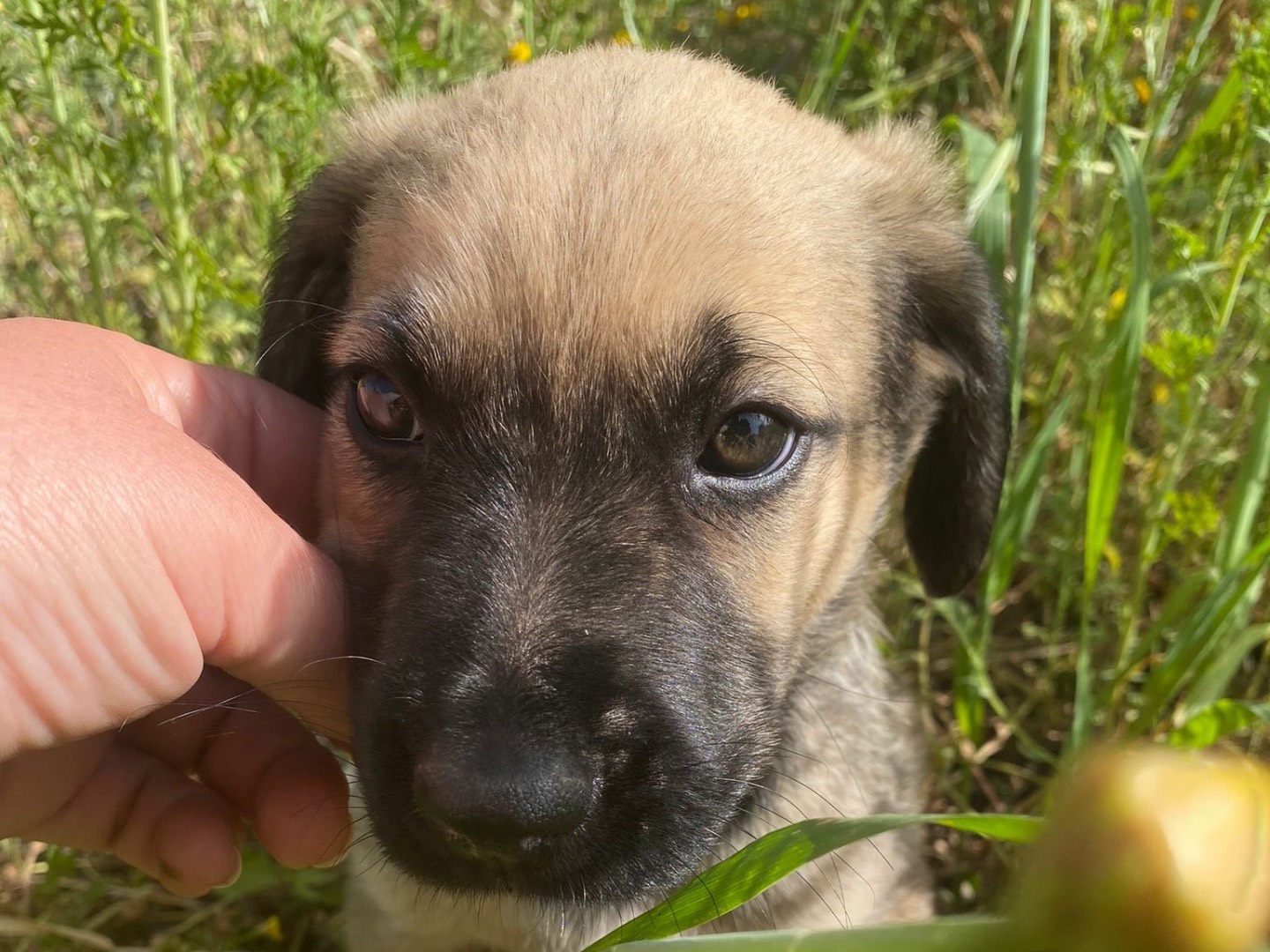 Adotta un cane, taglia media, femmina, Siracusa
