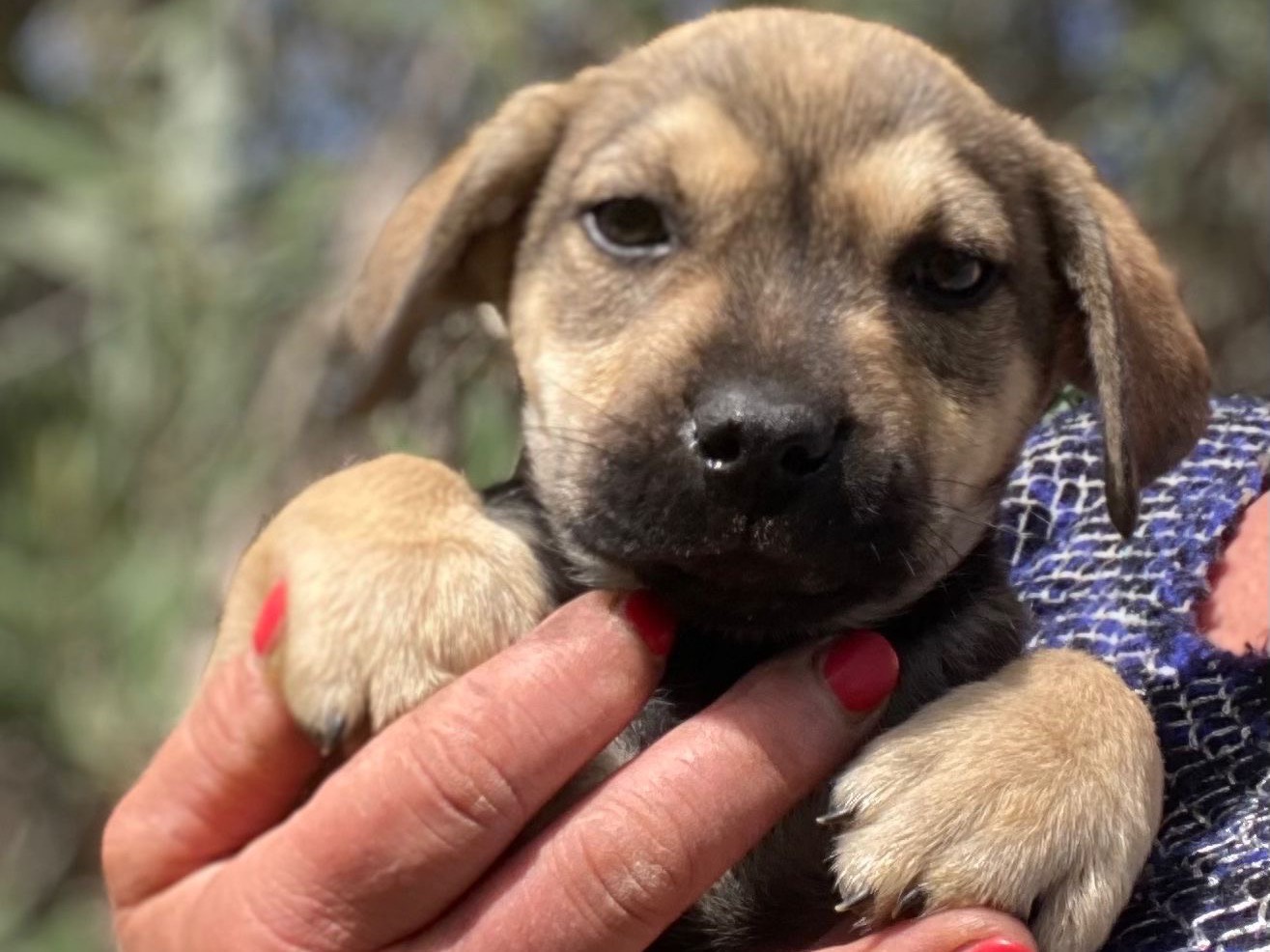 Adozione cane, femmina, meticcio, 2 anni e 7 mesi, taglia media, Siracusa