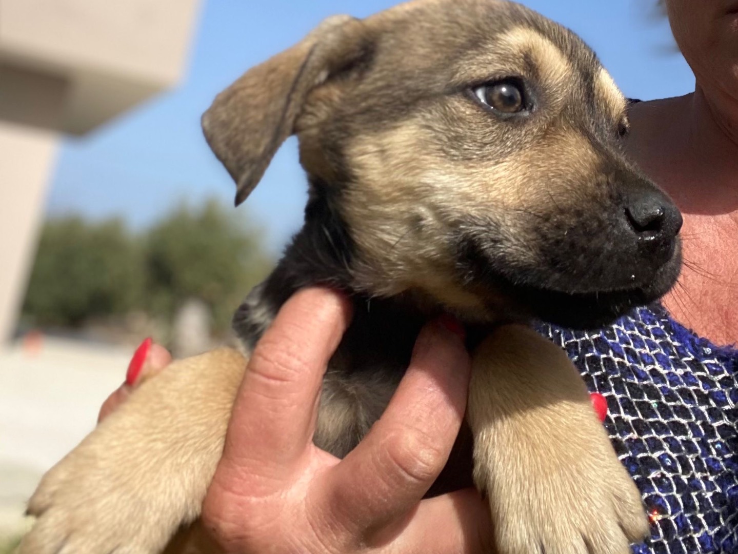 Adotta un cane, femmina, 2 anni e 7 mesi, Siracusa