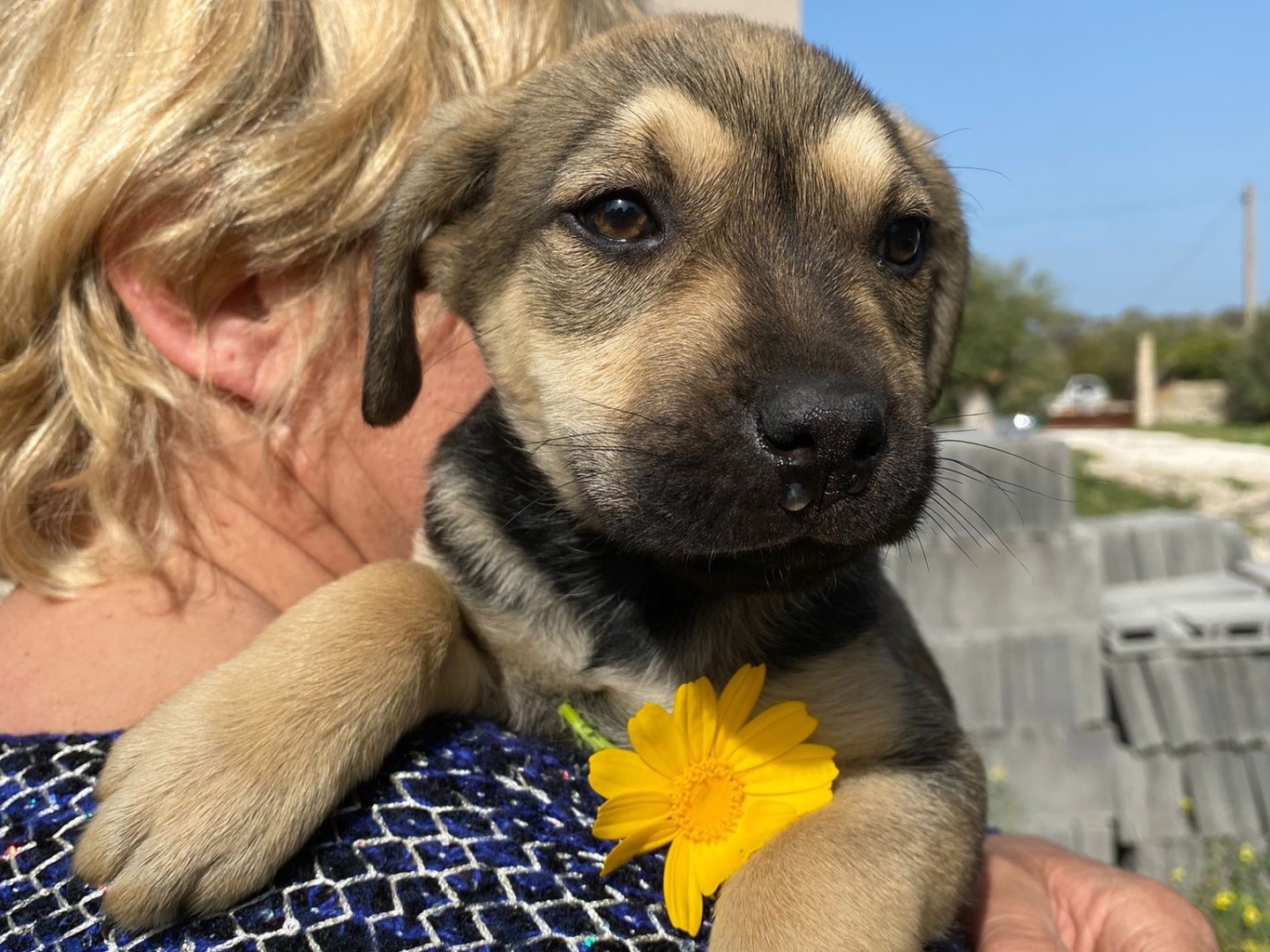 Adotta un cane, taglia media, femmina, Siracusa