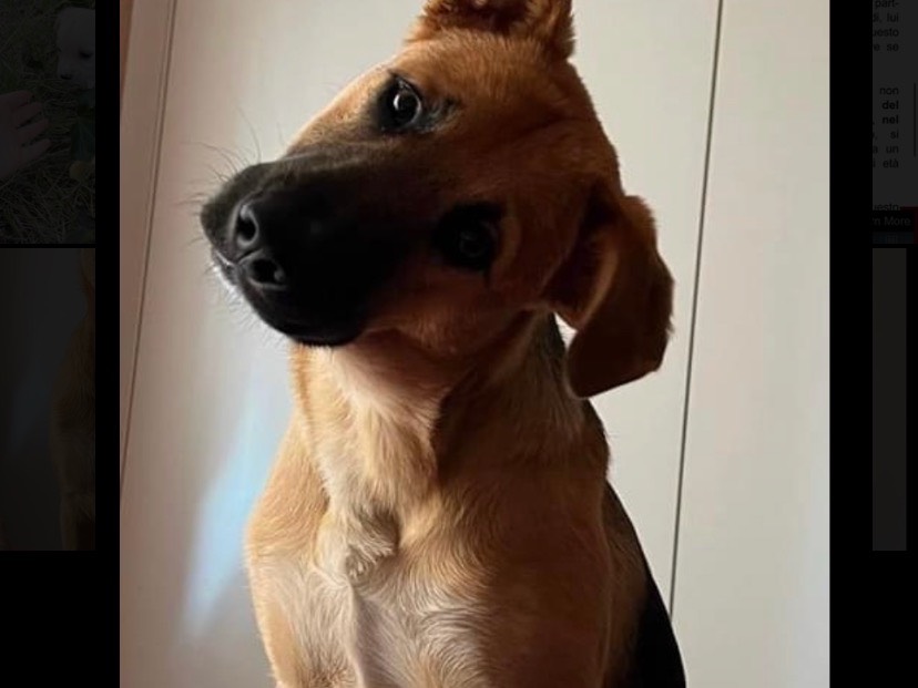 Vuoi adottare un cane a Milano?