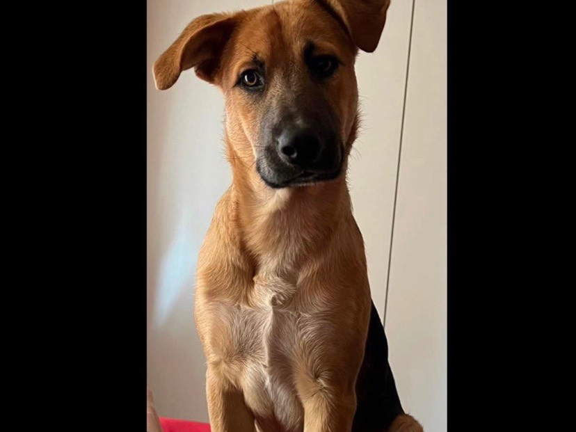 Adozione cane, maschio, Pastore tedesco, 2 anni, taglia media contenuta, Milano