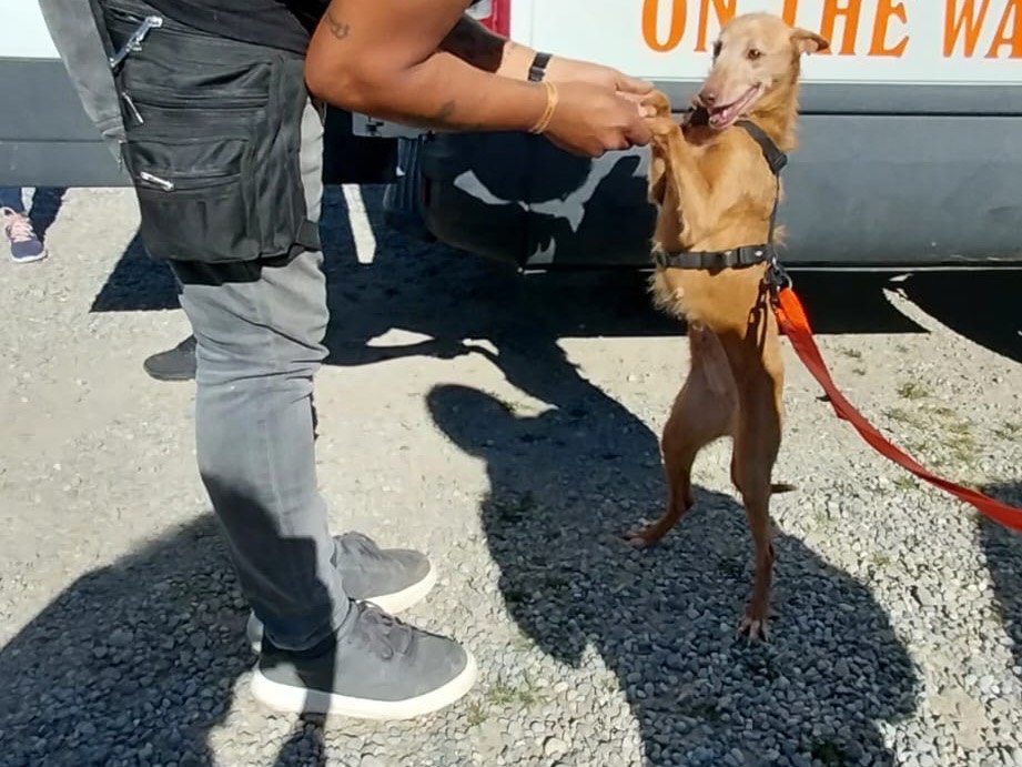 Adozione cane, femmina, meticcio, 10 anni e 8 mesi, taglia piccola, Como