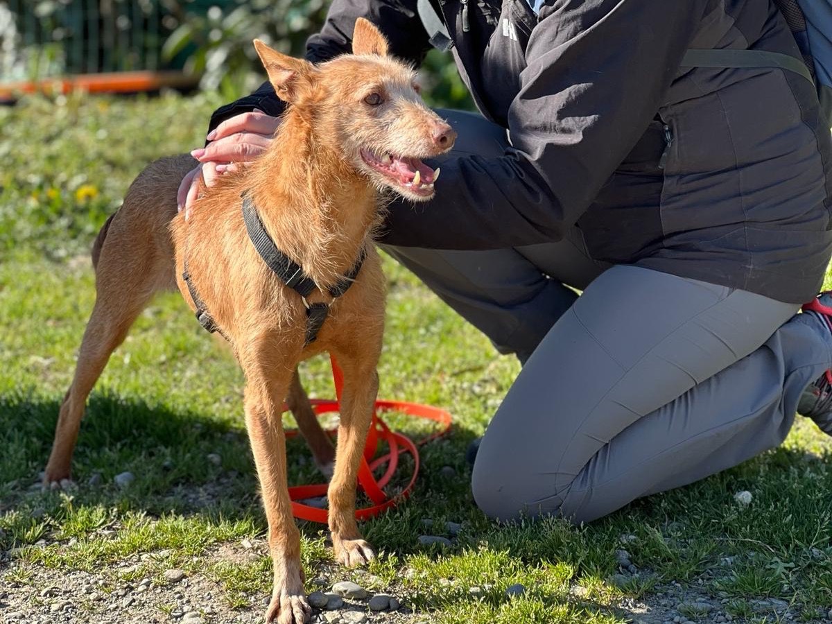 Adotta un cane, taglia piccola, femmina, Como