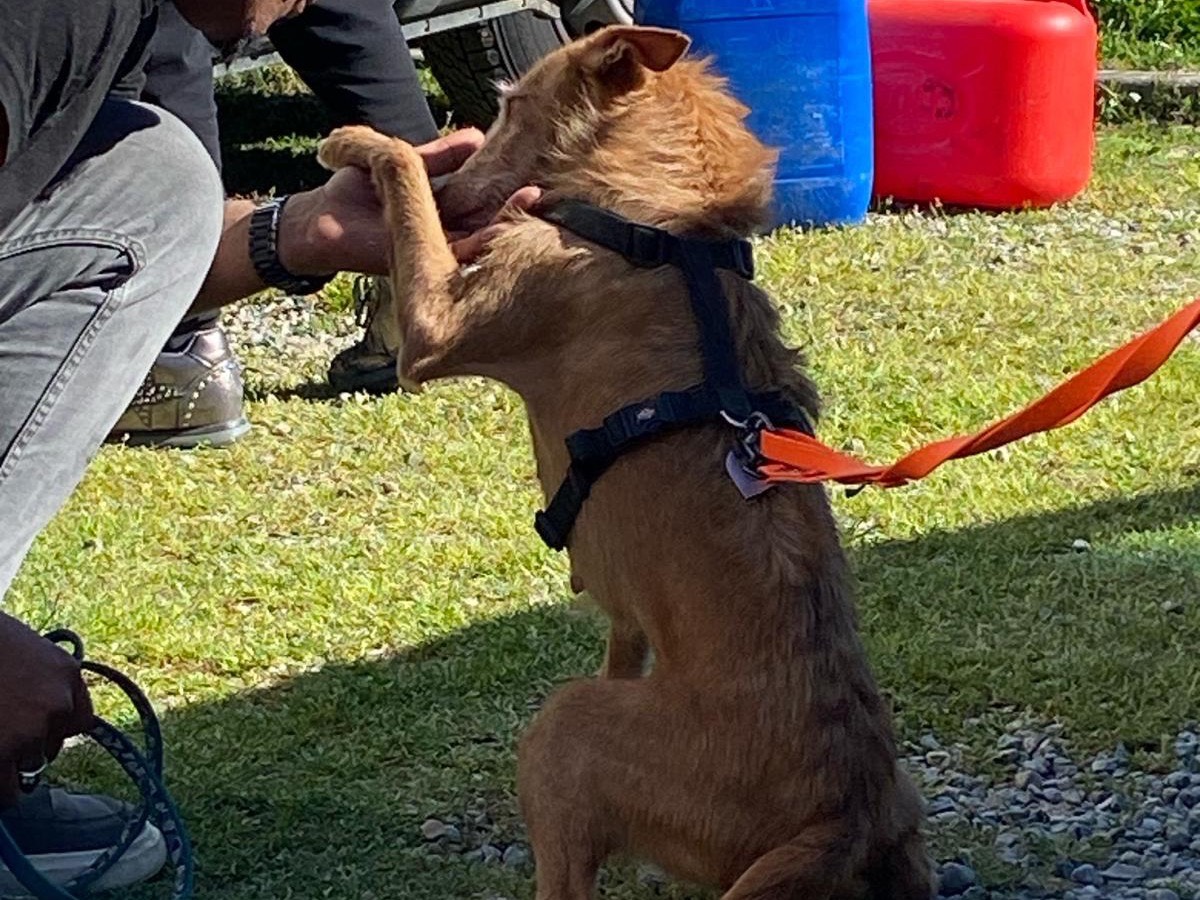 Vuoi adottare un cane a Como?