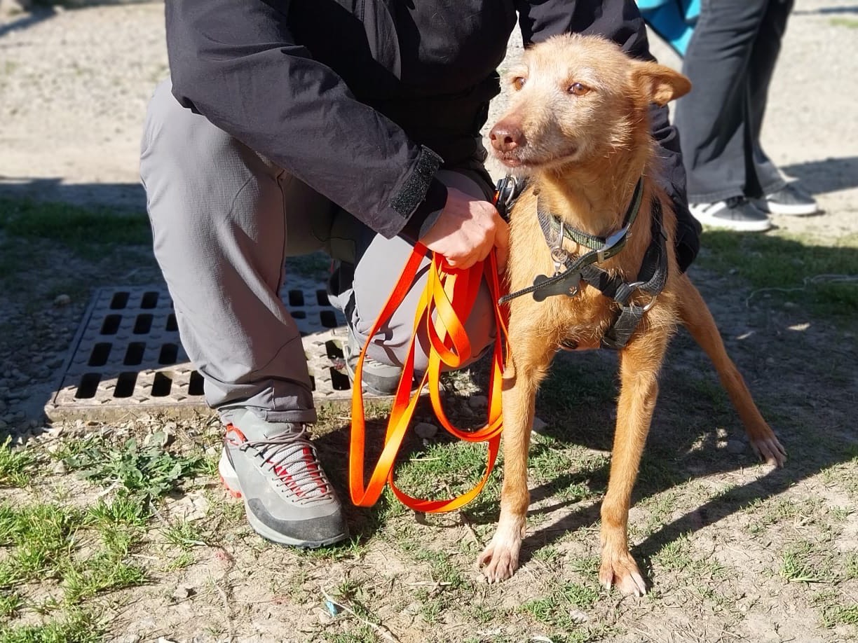 Adotta il cane Gala, ho tanta paura… a Como