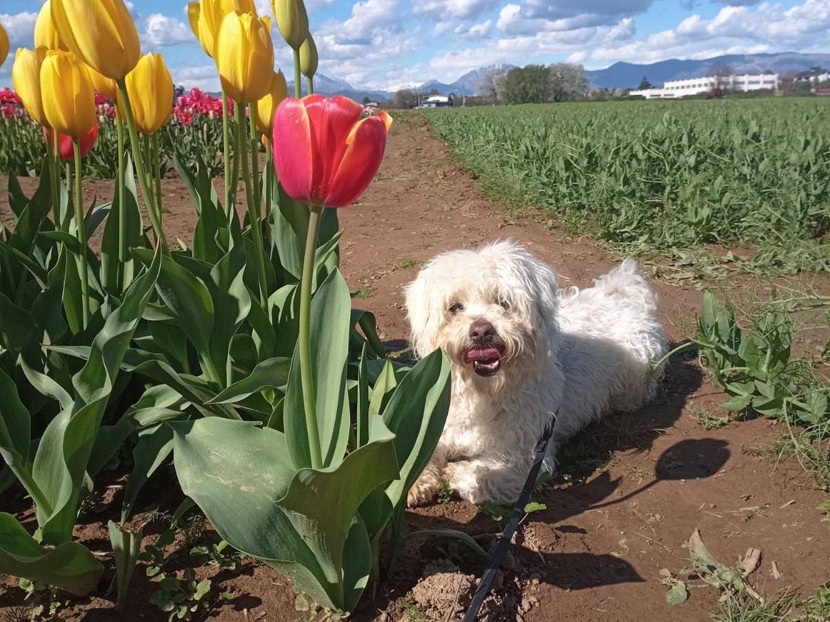 Adozione cane, maschio, Maltese, 5 anni e 3 mesi, taglia piccola, Milano