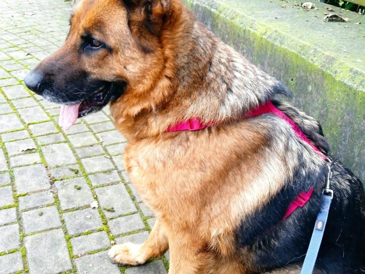 Adotta un cane, femmina, 6 anni, Milano