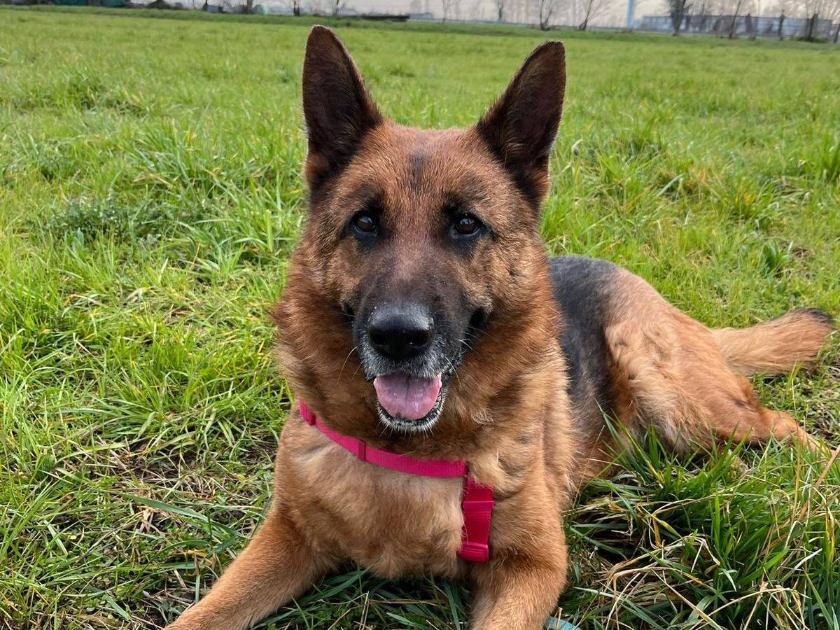 Adozione cane, femmina, Pastore tedesco, 6 anni, taglia gigante, Milano