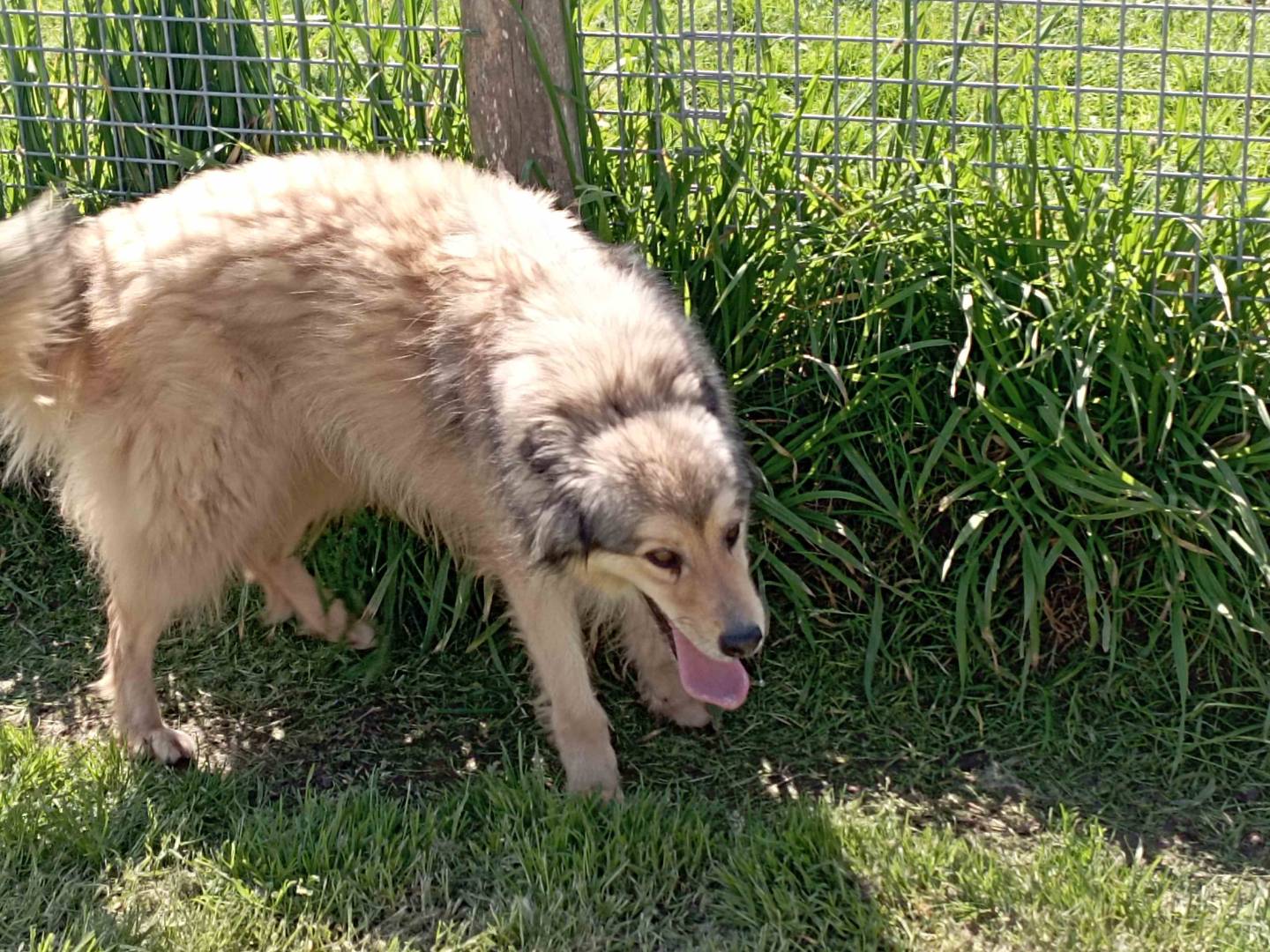 Adotta un cane, maschio, 5 anni  e 4 mesi , Latina