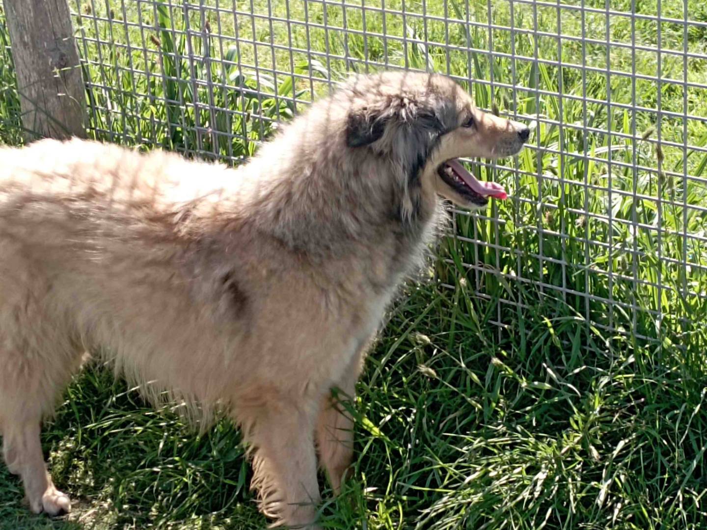Adotta un cane, taglia media, maschio, Latina